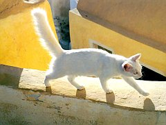 Gatti (143)
